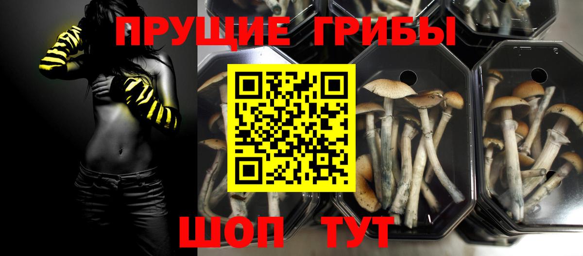 Псилоцибиновые грибы Cubensis Оренбург